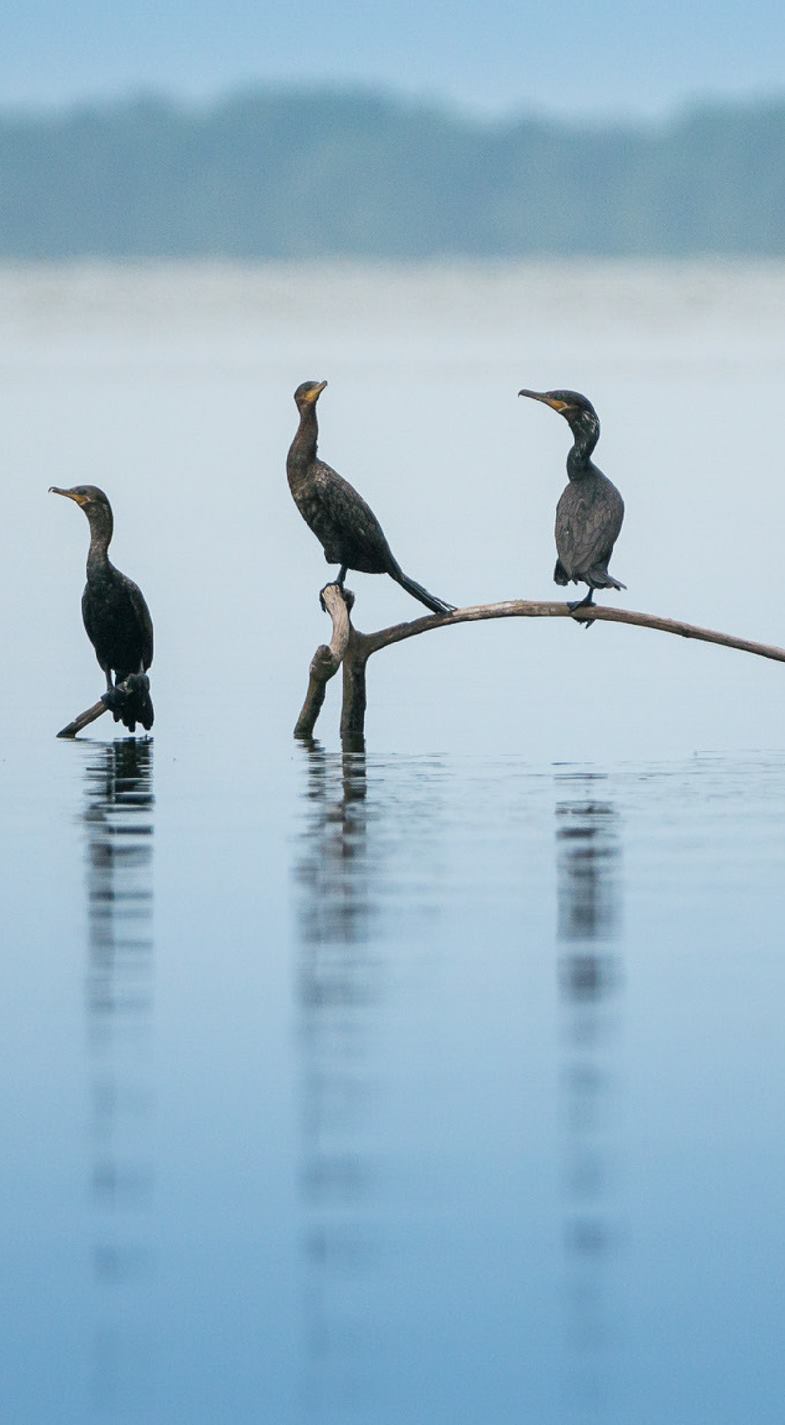 Birding Ciénaga Grande