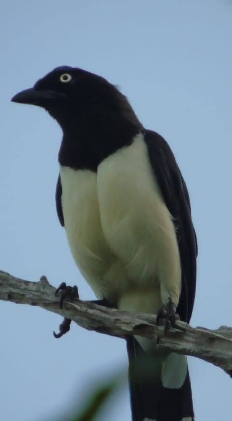 Birding Minca