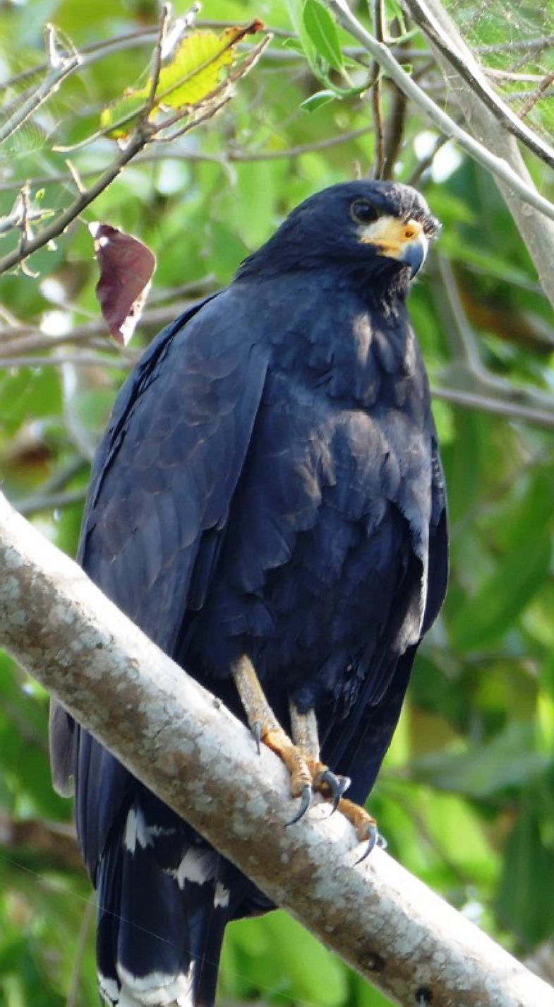 Birding Parque Salamanca