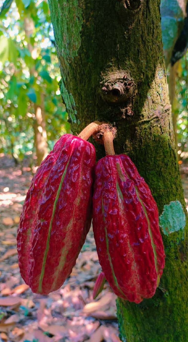 Bonda, tour del cacao