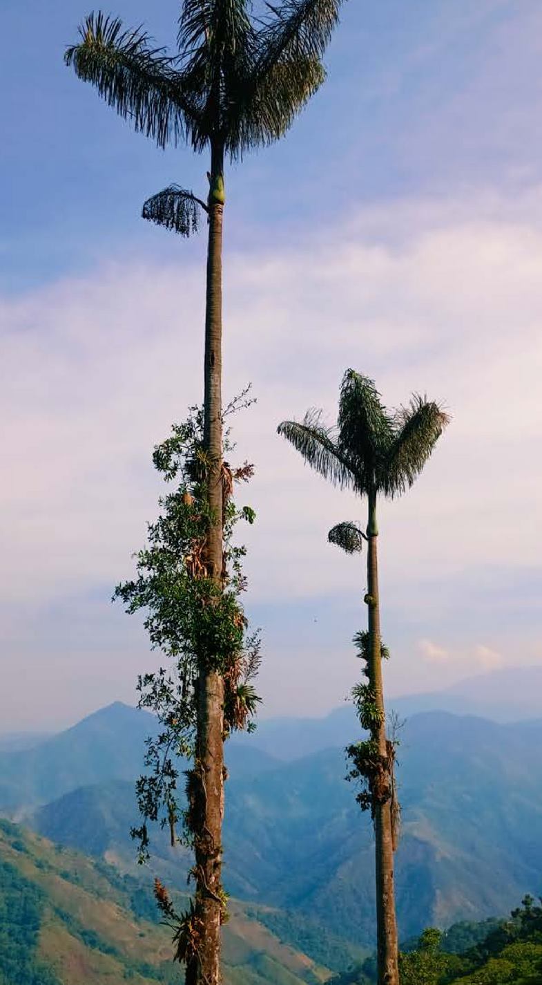 Experiencia San Pedro de la Sierra